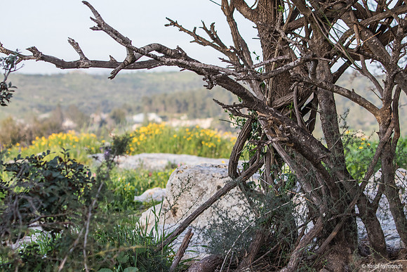 Entwined Tree 190226-1