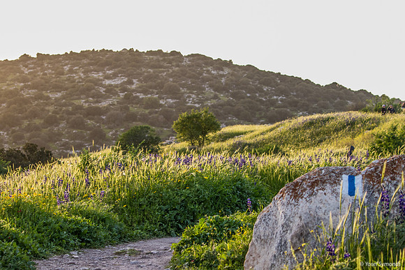 Trail Marker 190226-1