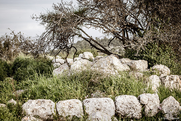 Stone Fence and Tree 190226-5