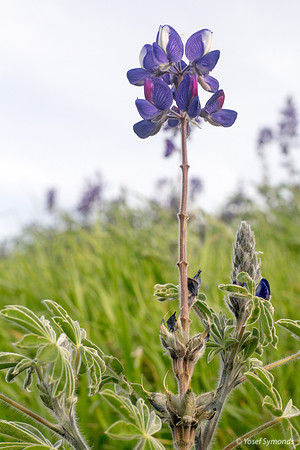 Lupins 190226-2