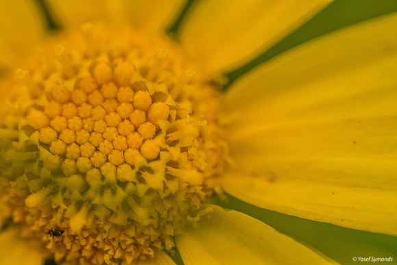 Close Up of Flower 190226-1