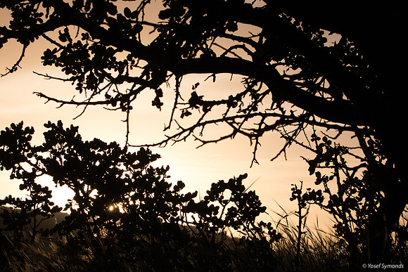 Looking Through Trees at Sunset 190226-4