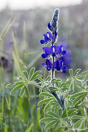 Lupins 190226-6