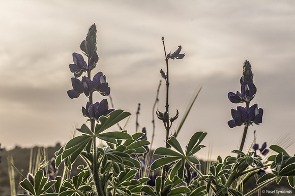 Lupins 190226-7