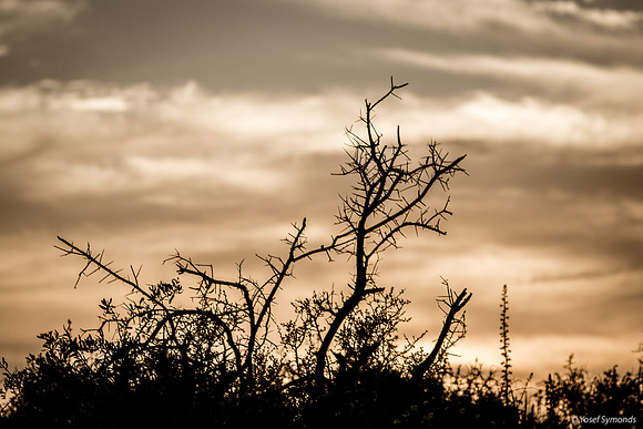 Looking Through Field at Sunset 190226-3
