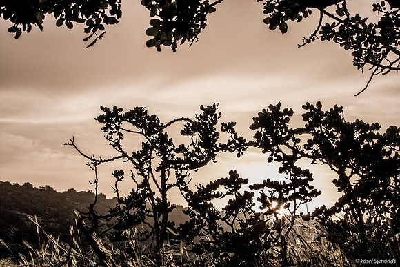 Looking Through Trees at Sunset 190226-1