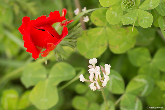 Anemone 190226-3