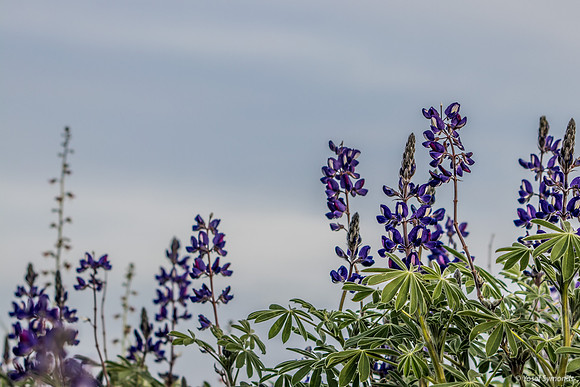 Lupins 190226-6