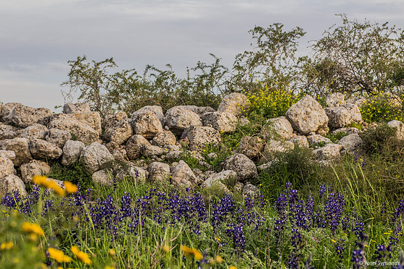 Lupins and Mustard Flowers 190226-12