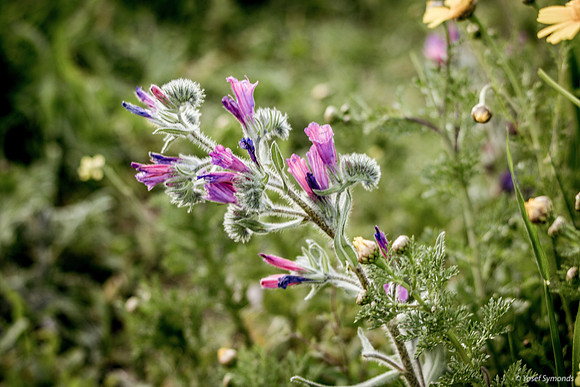Blueweed 190226-1