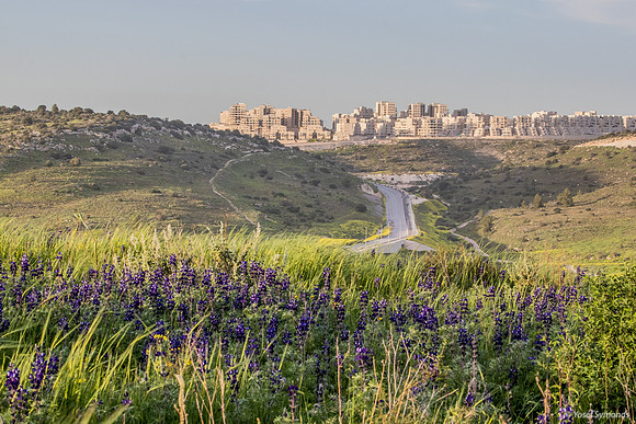 Lupins with Ramat Beit Shemesh in Background 190226-1