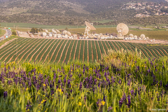 Lupins Overlooking Haela Valley 190226-2