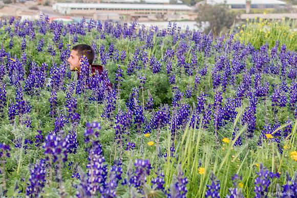 Hiding in the Lupins 190226-2