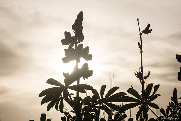 Lupins 190226-6
