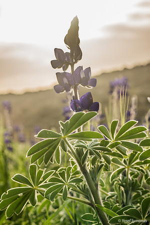 Lupins 190226-6