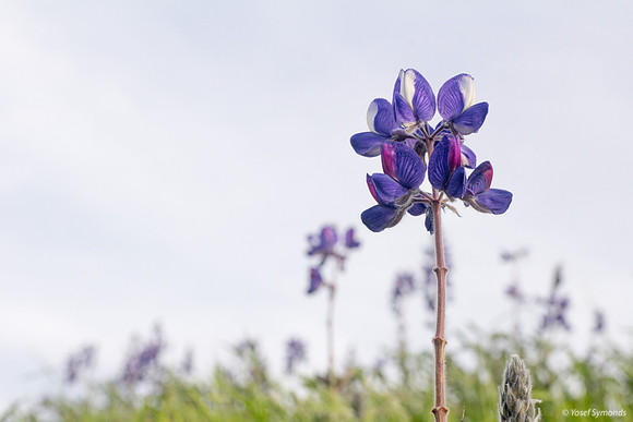 Lupins 190226-1