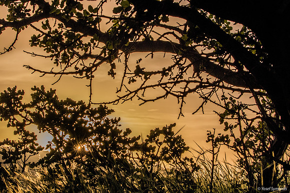 Looking Through Trees at Sunset 190226-3