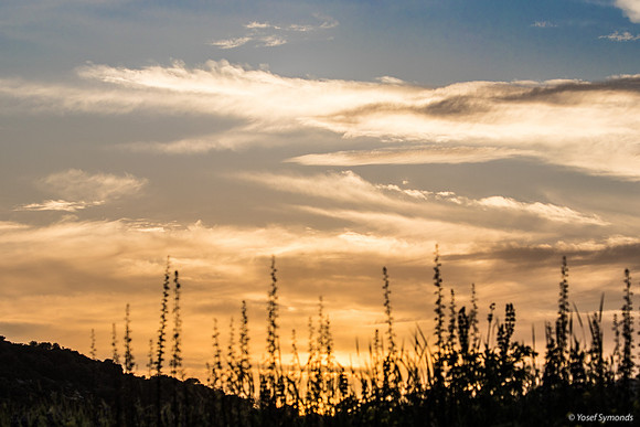 Looking Through Field at Sunset 1902262