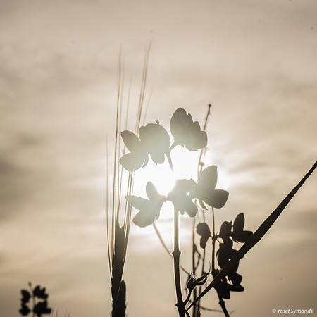 Lupins 190226-10