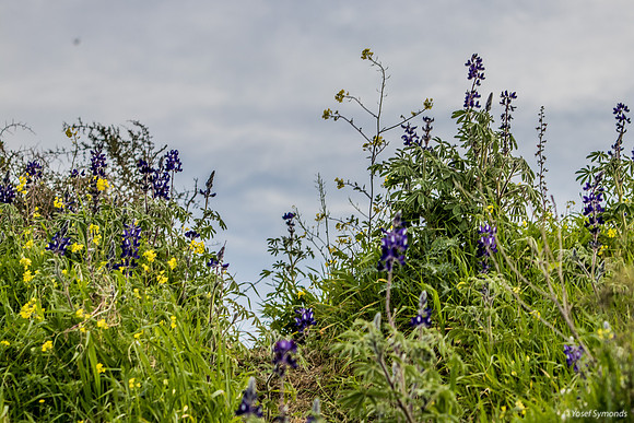 Lupins and Mustard Flowers 190226-11