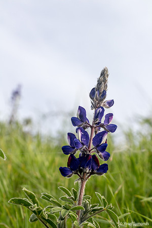 Lupins 190226-3