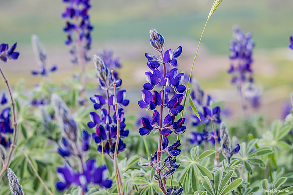 Lupins 190226-6