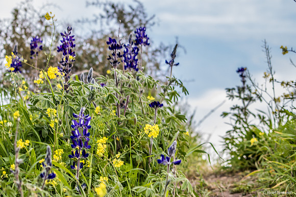 Lupins and Mustard Flowers 190226-12