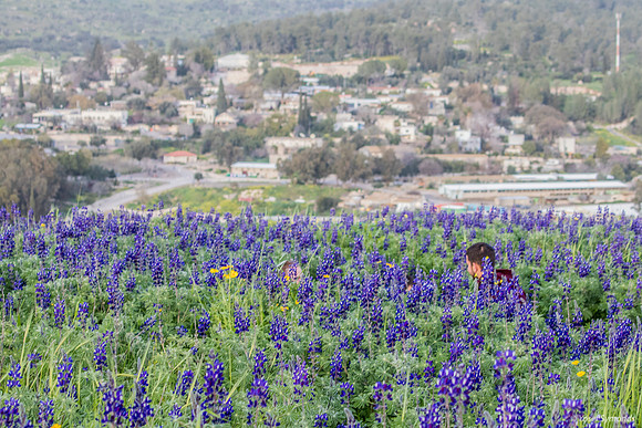 Hiding in the Lupins 190226-1