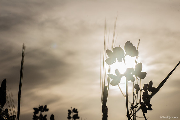 Lupins 190226-9