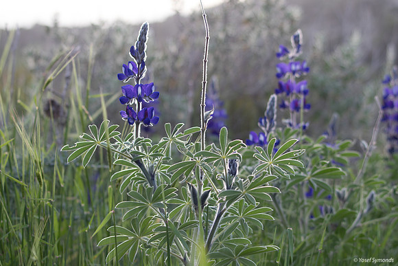 Lupins 190226-6