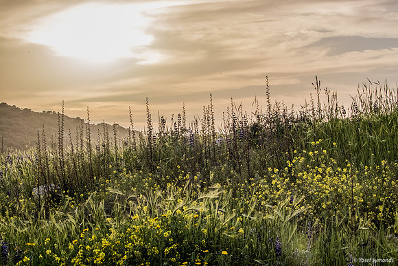 Hills Before Sunset 190226-1