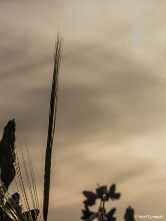 Wheat Stalk 190226-1