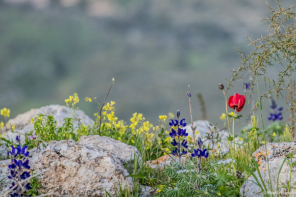 Lupins and Anemone 190226-1