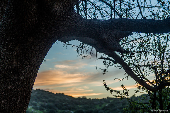 Sunset Through a Tree 190226-1