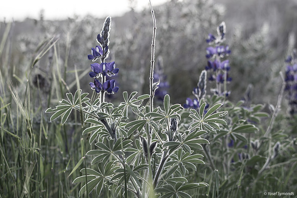 Lupins 190226-6