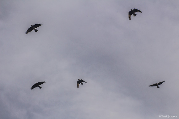 Birds Overhead 190226-1