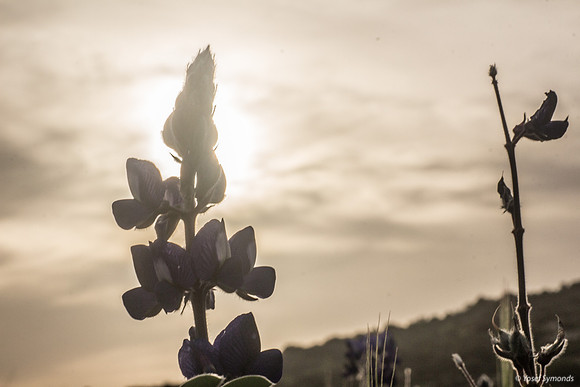 Lupins 190226-5