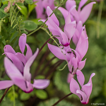 Cyclamen 190226-1