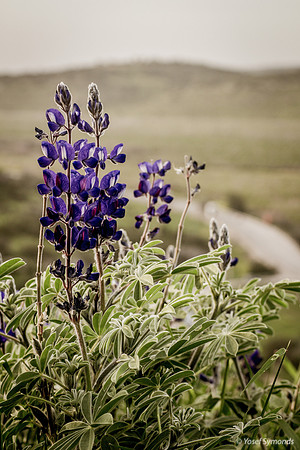 Lupins 190226-8