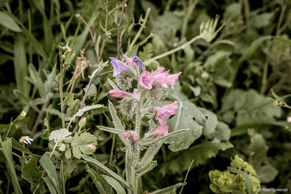 Blueweed 190226-3