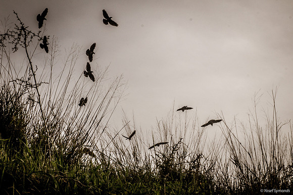 Birds Hovering 190226-1