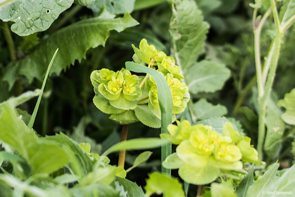 Green Flower 190226-1
