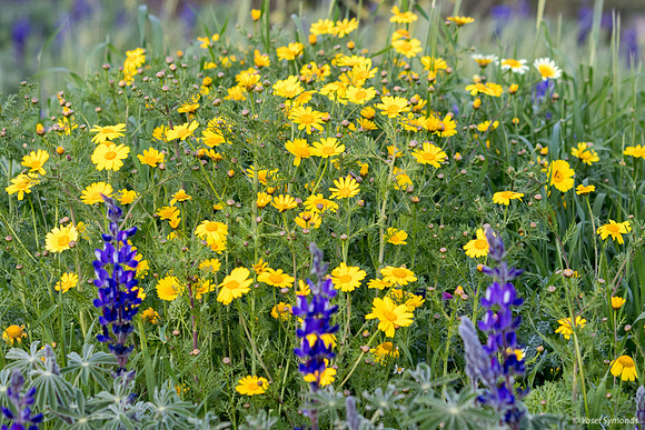 Daisies Behind Lupins 190226-1