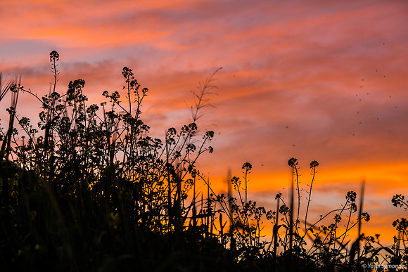 Sunset Above the Hillside 190226-1
