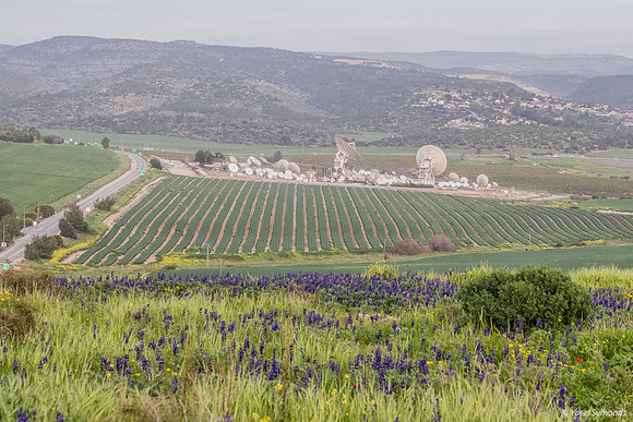 Lupins Overlooking Haela Valley 190226-1