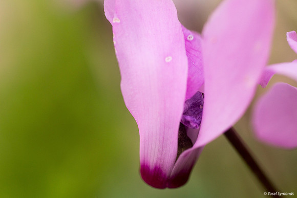 Cyclamen 190226-2