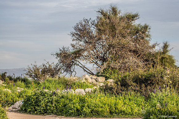 Stone Fence and Tree 190226-1