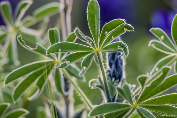 Lupins 190226-6