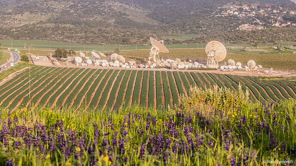 Lupins Overlooking Haela Valley 190226-3