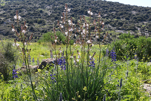 Asphodels and Lupins 2